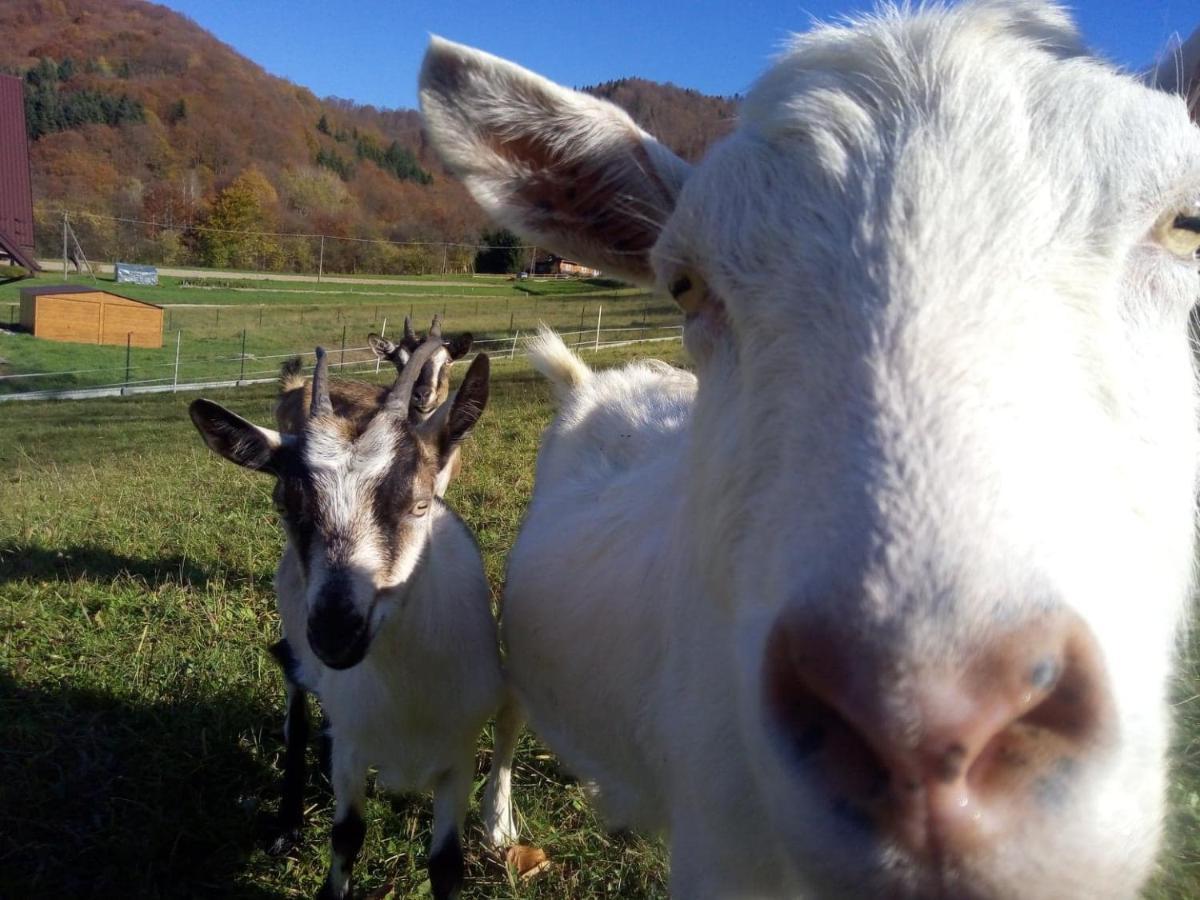 Farm stay Krolowo *